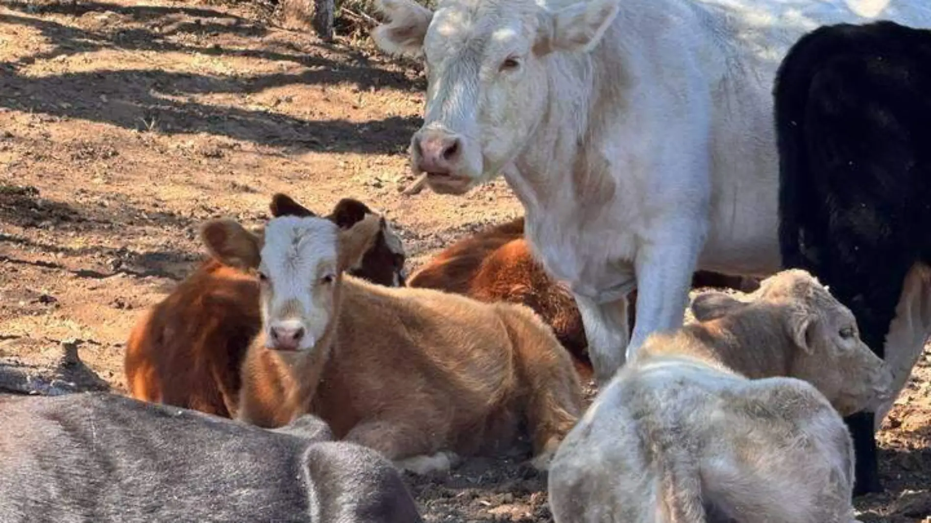 ganado ganaderia vacas reses sector pecuario